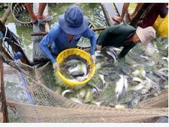 Pangasius industry gets boost