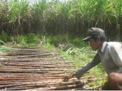 Thu gần nửa tỷ đồng/năm từ đa canh mía, bưởi, dừa và nuôi ong