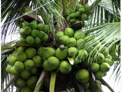 Kỹ thuật trồng dừa xiêm xanh (Kỳ II)