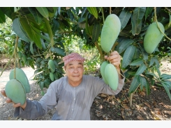 Vietnam cooperative to export mangoes to Australia