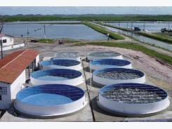 Brazil’s Intensive Shrimp Nursery Systems Improve P.L. Management, Shorten Growout