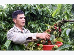 Five coffee nurseries enabled to join VnSAT project in Dak Nong