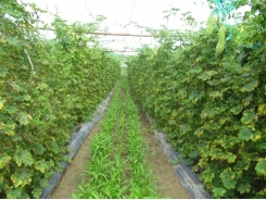 High-tech farms for Đà Nẵng