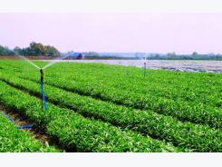 T&T group suggests to invest over 1,300 billion VND in high-tech agriculture