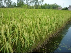 Kinh nghiệm rút ra ở Hà Nam từ mô hình trình diễn giống lúa Tej Vàng