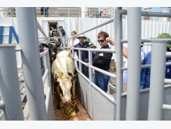 Dairy firm imports high-yield cows from the US