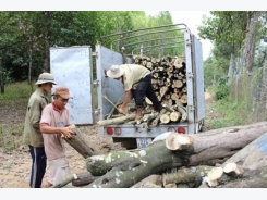 Thương nhân Trung Quốc tranh mua gỗ cao su, giá tăng “chóng mặt”
