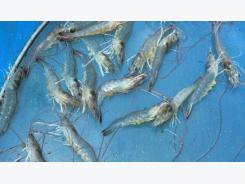 Cefas develops technology to help combat shrimp disease