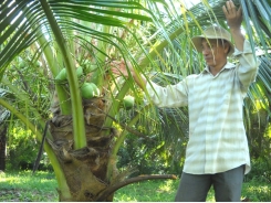Kỹ thuật trồng chuyên canh dừa dứa cho năng suất cao