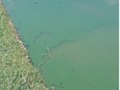 Phytoplankton a crucial component of aquaculture pond ecosystems