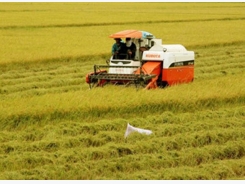 Vietnam aims to earn global reputation for rice quality