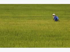 Vietnamese PM orders rice revolution to raise quality of production
