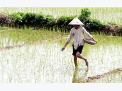 Rice prices rise in India on firm rupee, Vietnam on supply woes