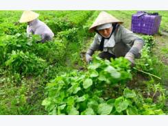 Farmers fear VND100 trillion credit package inaccessible