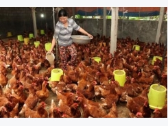 Official: Vietnam has yet to export live poultry to Saudi Arabia