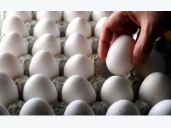 Egg farmers, producers cry foul over new import quotas