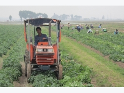 Bắc Ninh: Mô hình sản xuất khoai tây giống áp dụng cơ giới hóa ở Tiên Du