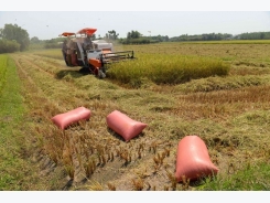New technology ups rice value in Cần Thơ