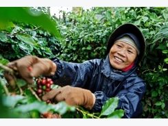 Vietnam in gradual shift to exporting more roast and ground coffee
