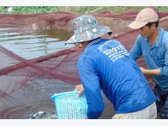 Pangasius prices out of Vietnam set high after fastest rise