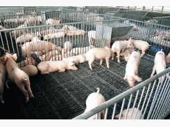 Help sought for pig farmers