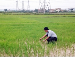 Giải pháp bảo vệ lúa hè thu đầu vụ