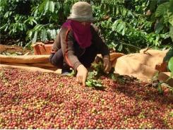 Vietnam's export value of coffee remains low