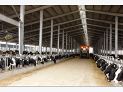 TH Group imports high-productivity cattle