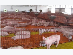 Cheap meat imports affecting domestic animal breeders