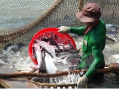 Soaring tra fish prices entice Mekong farmers