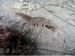 Two-Stage Selection Key For Fast Shrimp Growth In Mexico