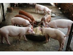 Lợi ích của phụ phẩm ngô đối với lợn từ máy nghiền ướt