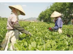 Brewing sustainable tea development