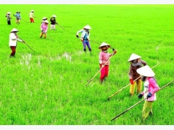 Draft agriculture promotion decree below expectations