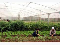 VN needs legal framework for organic farms