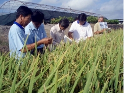 Ứng dụng một số biện pháp canh tác để hạn chế tác hại của hạn-phèn-mặn cuối vụ cho lúa Đông