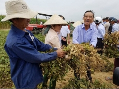 Cơ giới hóa trong sản xuất đậu phụng giúp tiết kiệm hơn 16 triệu đồng/ha