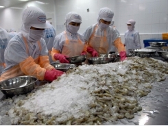 VN’s 2nd shrimp industry exhibition to be held