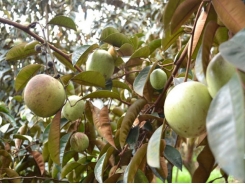 Tan Yen yields about 160 tonnes of star apple fruits