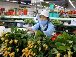 Vietnam’s Da Lat targets breakthrough in flower export