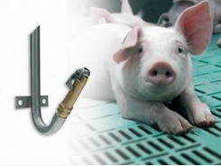 Comparing pig drinking systems