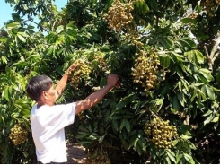 Xử lý ra hoa, đậu quả cho nhãn