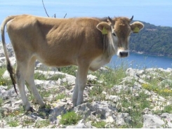 Bovine genetics show startling diversity of Busa cattle
