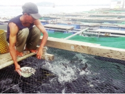 Quảng Ngãi: Thu hơn 300 triệu chỉ với 900 con cá bớp