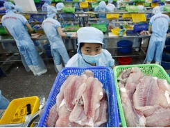 Vietnam petitions US to re-evaluate catfish import restrictions