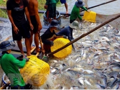 Numerous difficulties challenge tra fish export