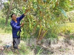 Trái vú sữa Tiền Giang trước cơ hội vàng