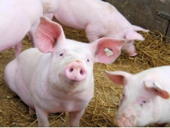 Controlling salmonella in swine feed worth the expense
