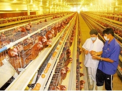 Poultry breeding heats up again