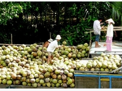 Xuất khẩu dừa tươi sang Mỹ